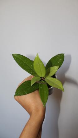 Sadnice - sobne biljke: Hoya carnosa